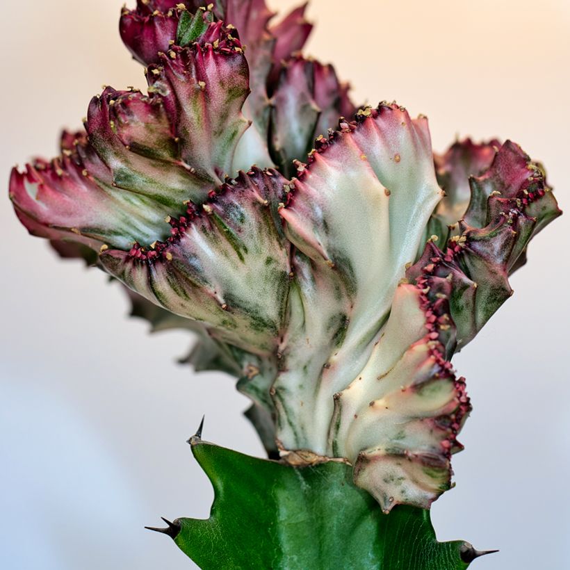 Euphorbia lactea Cristata - Eufórbia-láctea (Folhagem)