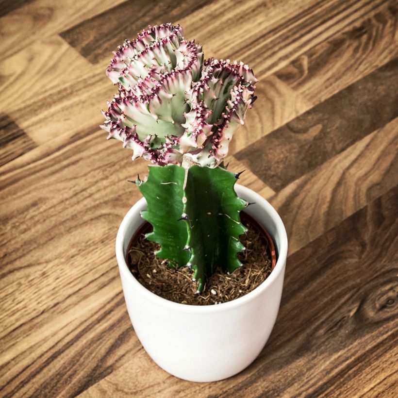 Euphorbia lactea Cristata - Eufórbia-láctea (Hábito)