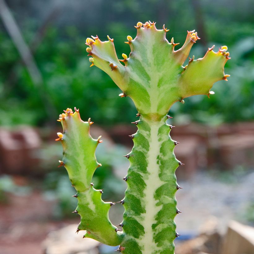 Euphorbia lactea - Eufórbia-láctea (Folhagem)