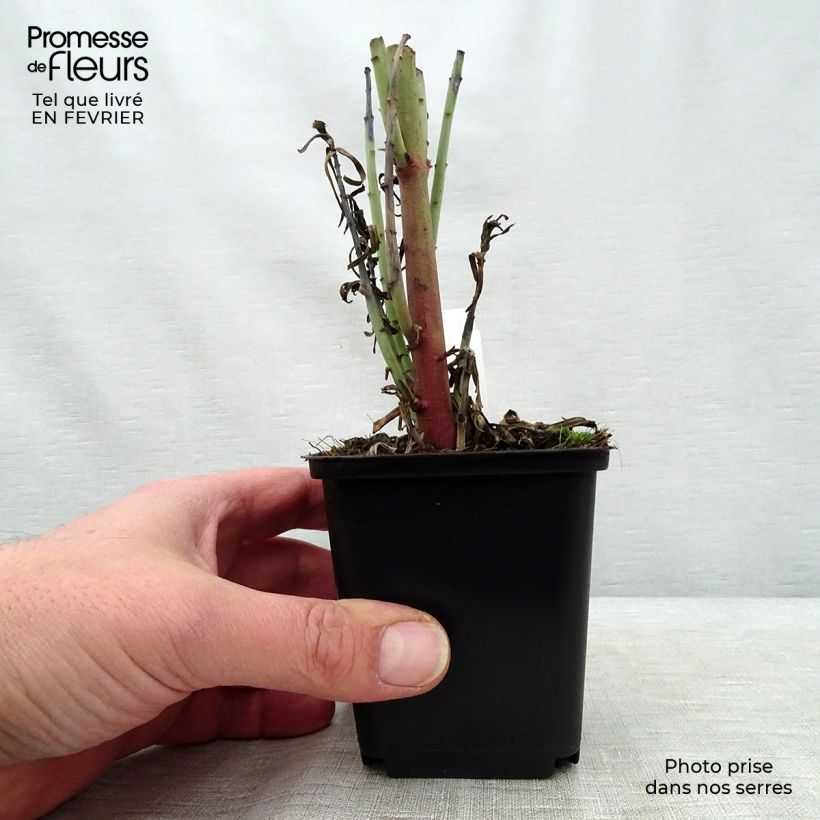 Amostra de Euphorbia lathyris - Euphorbe des Jardins Vaso de 8/9 cm tal como entregue no inverno