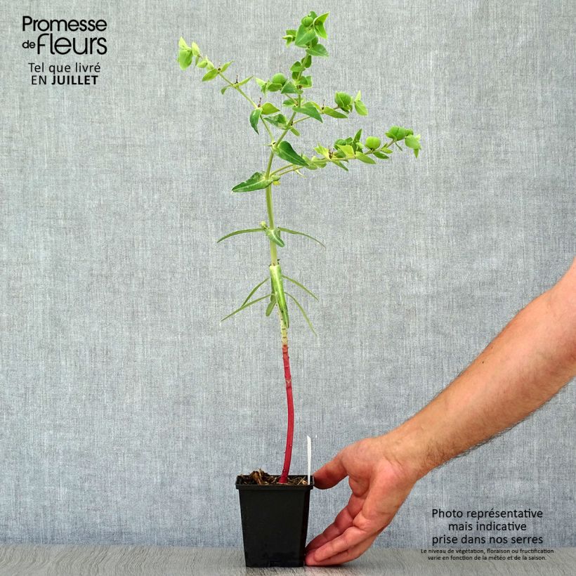 Amostra de Euphorbia lathyris Vaso de 8/9 cm tal como entregue no verão
