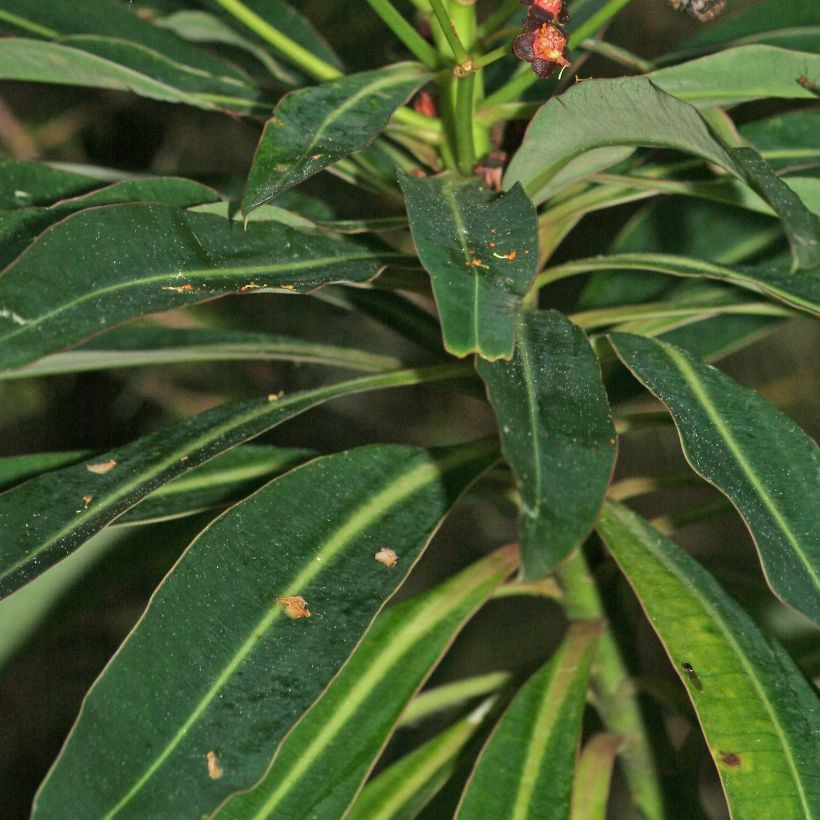 Euphorbia mellifera (Folhagem)