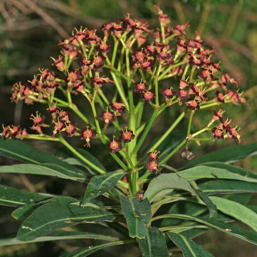 Euphorbia mellifera (Floração)
