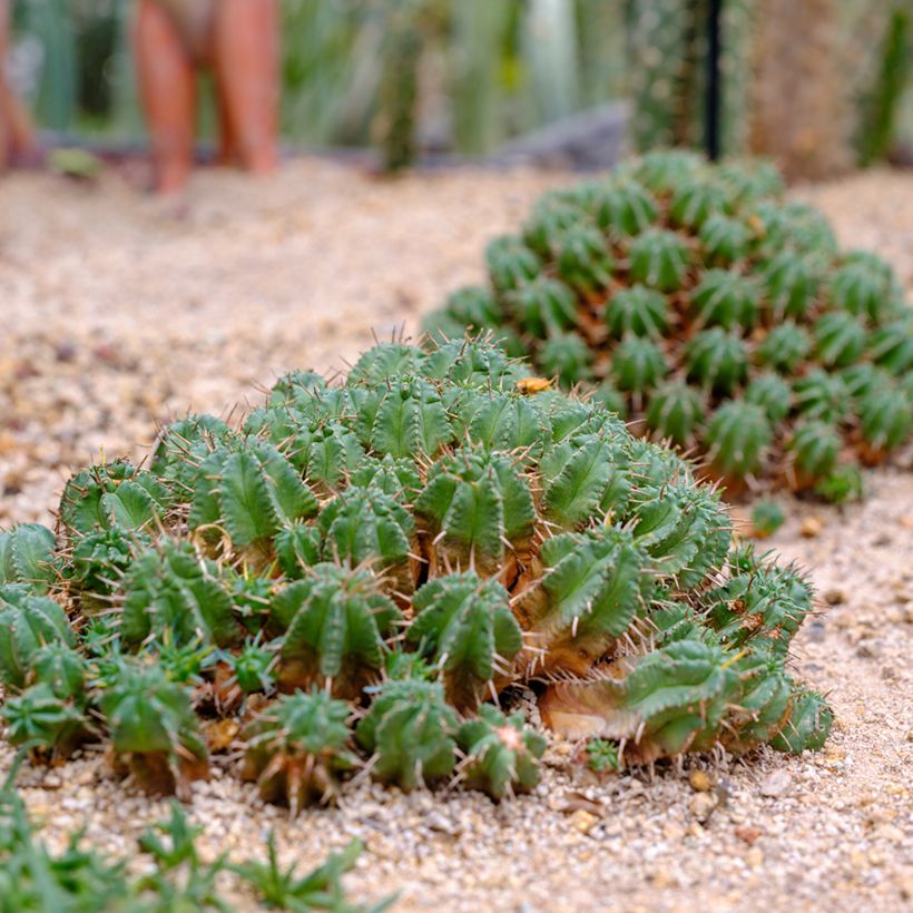 Euphorbia meloformis - Eufórbia (Hábito)