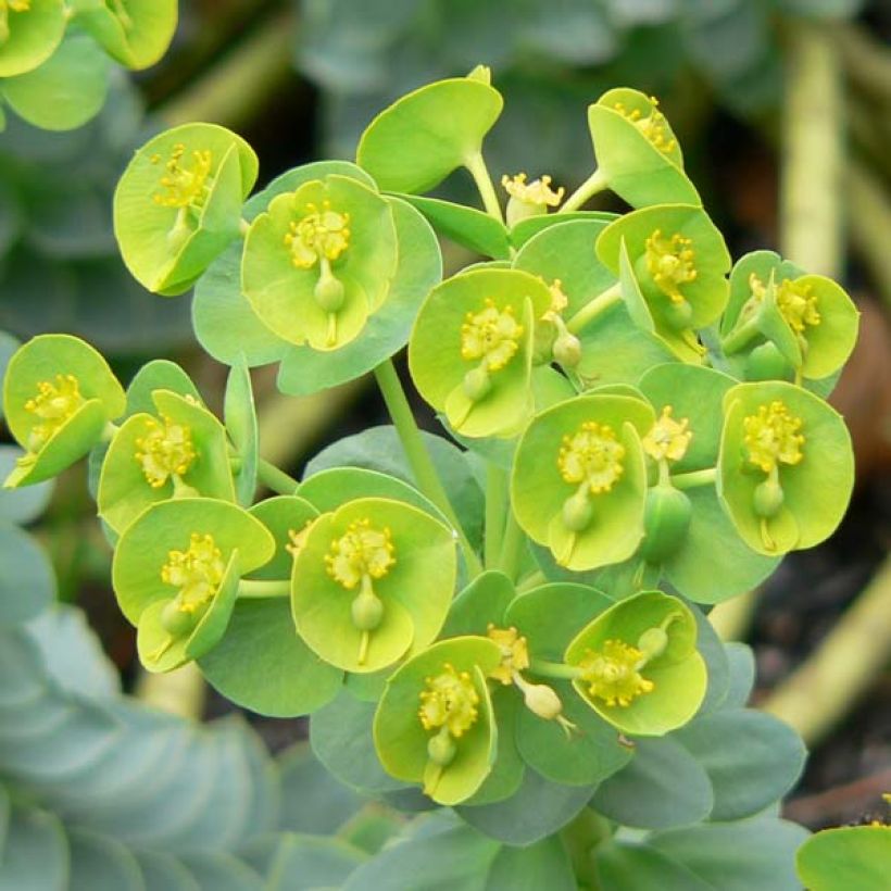 Euphorbia myrsinites (Floração)