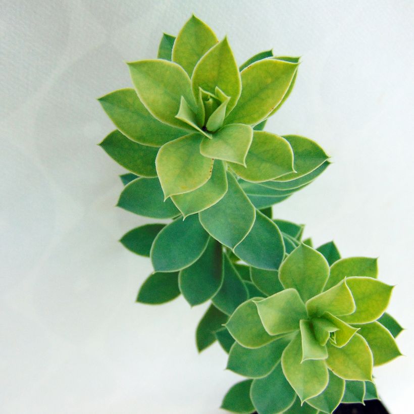 Euphorbia myrsinites (Folhagem)