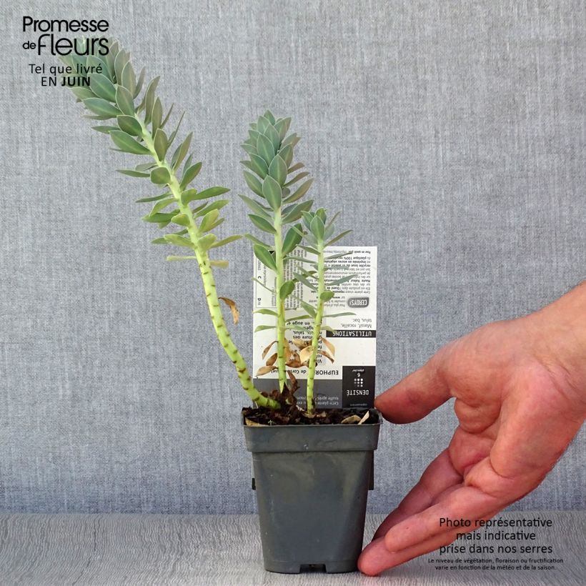 Amostra de Euphorbia myrsinites Vaso de 8/9 cm tal como entregue no verão