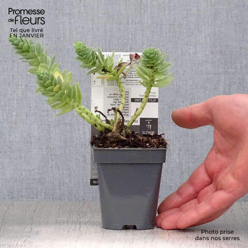 Amostra de Euphorbia myrsinites Vaso de 8/9 cm tal como entregue no inverno