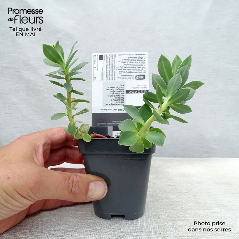 Amostra de Euphorbia myrsinites Vaso de 8/9 cm tal como entregue na primavera