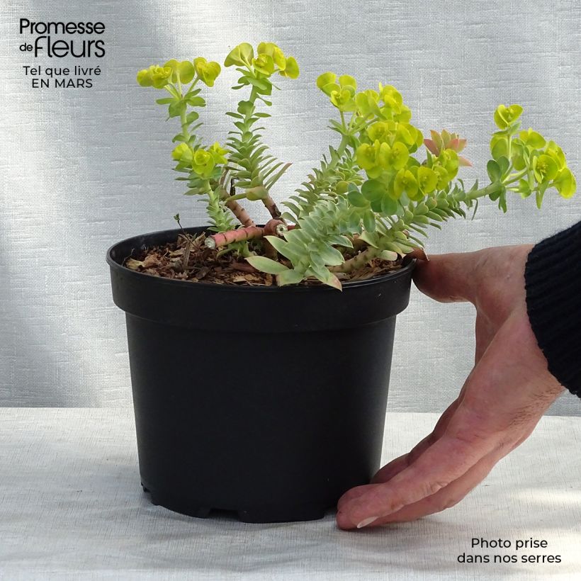 Amostra de Euphorbia myrsinites Vaso de 2 L/3 L tal como entregue na primavera