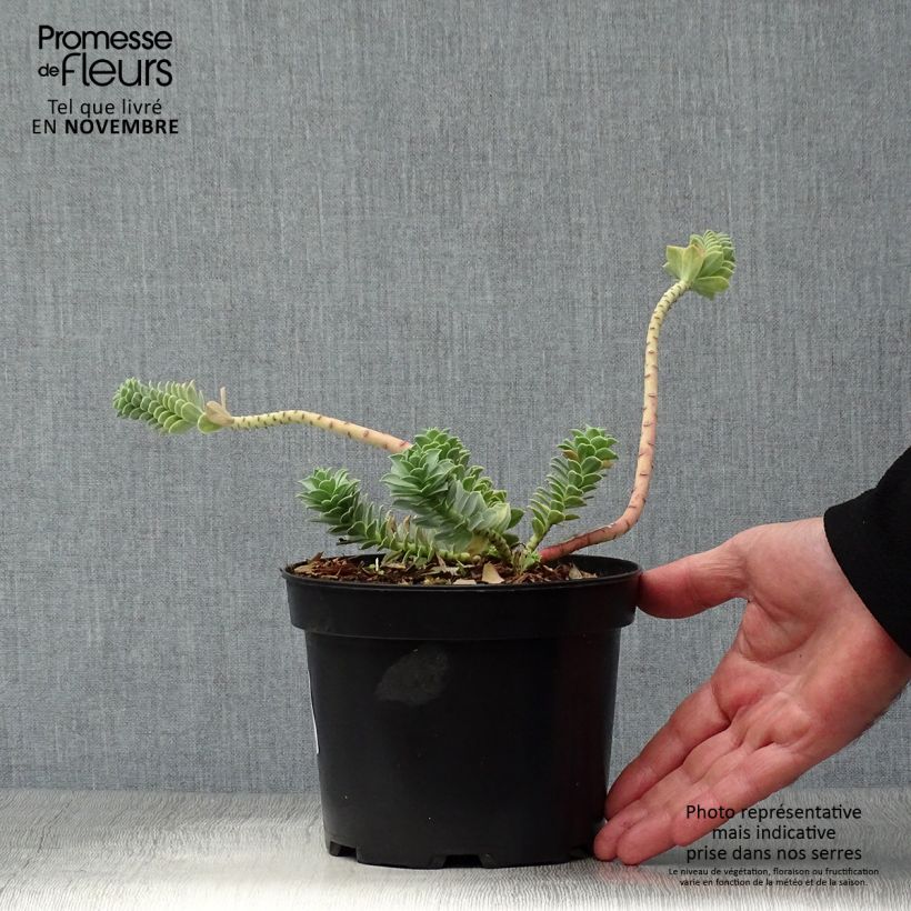 Amostra de Euphorbia myrsinites Vaso de 2 L/3 L tal como entregue no outono