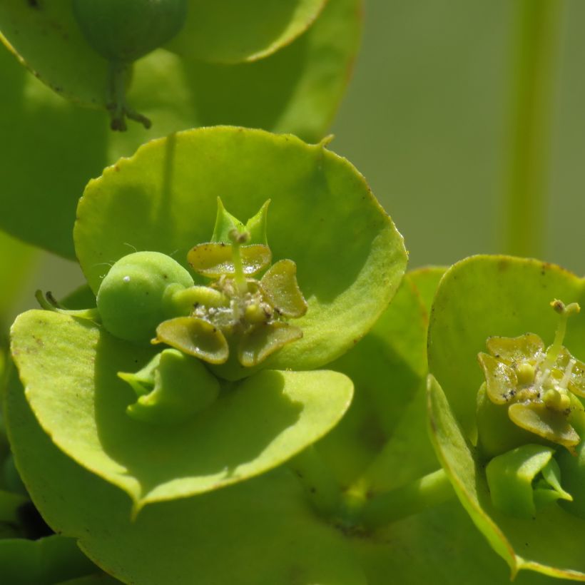 Euphorbia nicaeensis (Floração)