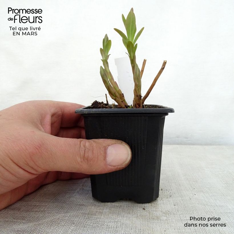 Amostra de Eufórbia-dos-pântanos - Euphorbia palustris Vaso de 8/9 cm tal como entregue na primavera