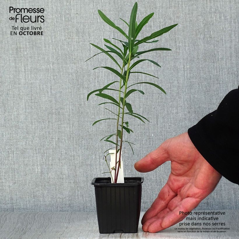 Amostra de Eufórbia-dos-pântanos - Euphorbia palustris Vaso de 8/9 cm tal como entregue no outono