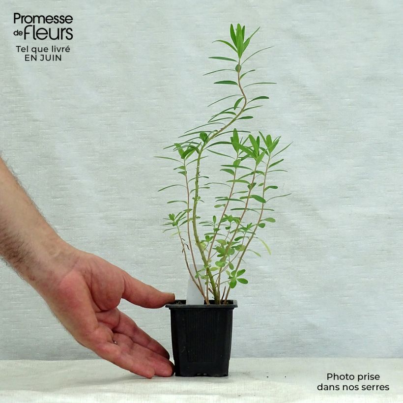 Amostra de Eufórbia-dos-pântanos - Euphorbia palustris Vaso de 8/9 cm tal como entregue no verão