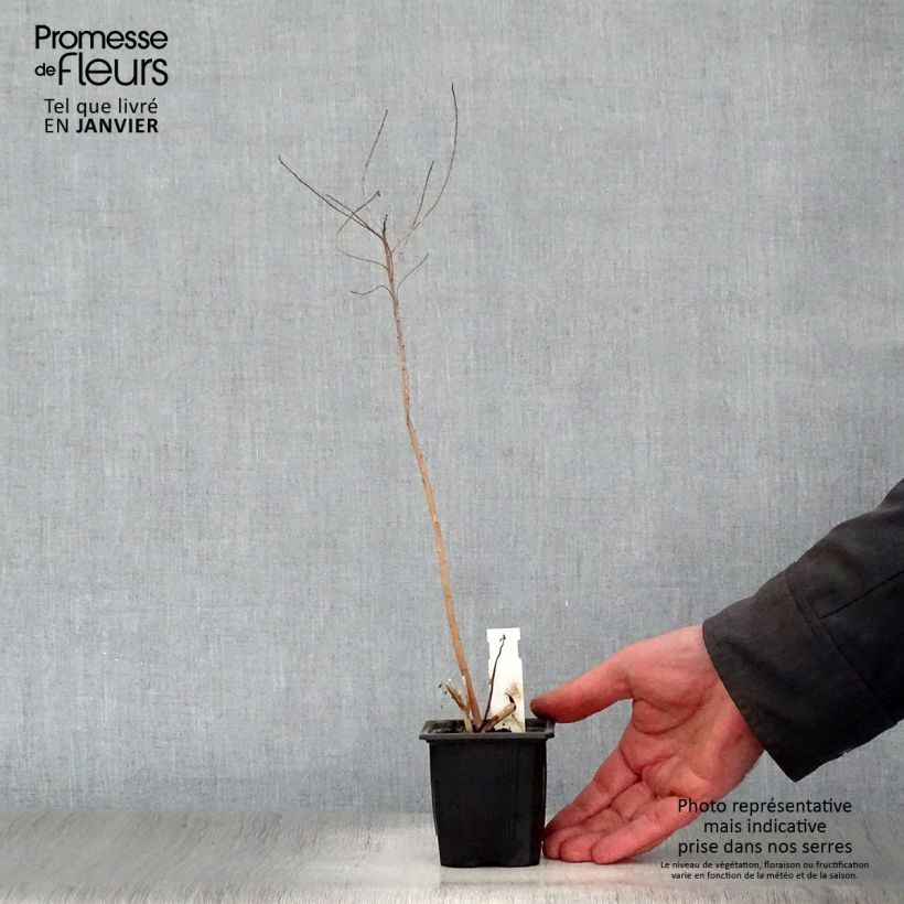 Amostra de Euphorbia palustris - Euphorbe des marais Vaso de 8/9 cm tal como entregue no inverno