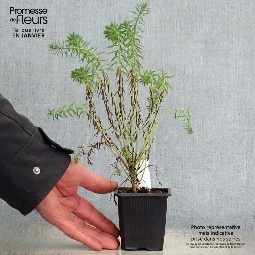 Amostra de Euphorbia pithyusa Ponte Leccia - Euphorbe des Baléares Vaso de 8/9 cm tal como entregue no inverno
