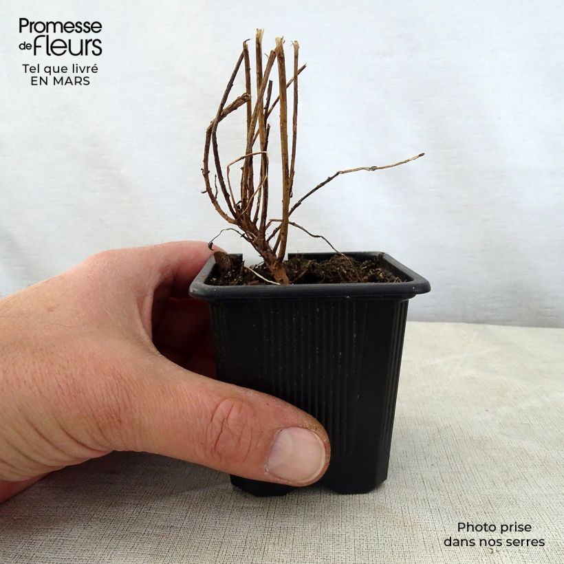 Amostra de Euphorbia pithyusa subsp. cupanii Ponte Leccia Vaso de 8/9 cm tal como entregue na primavera