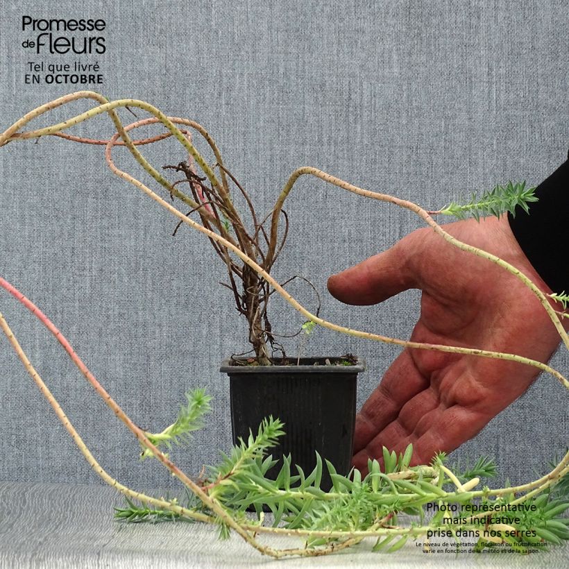 Amostra de Euphorbia pithyusa subsp. cupanii Ponte Leccia Vaso de 8/9 cm tal como entregue no outono