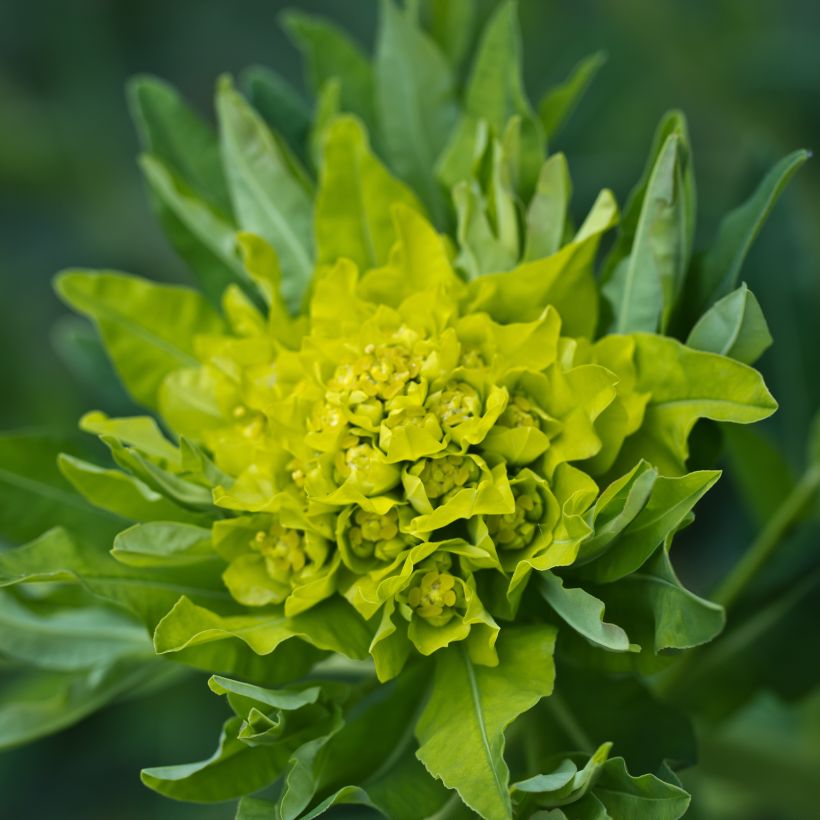Euphorbia polychroma (Floração)