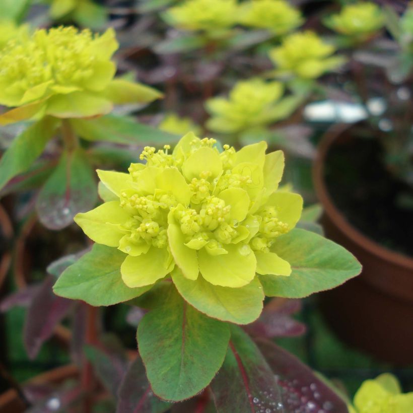 Euphorbia polychroma Bonfire (Floração)