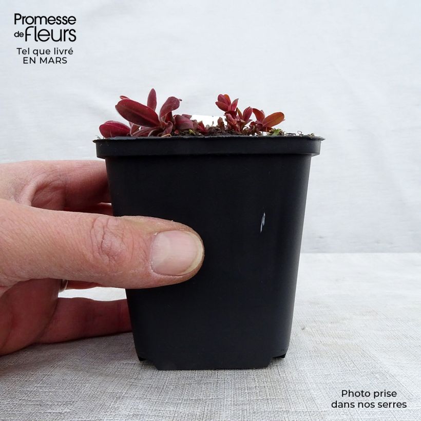 Amostra de Euphorbia polychroma Bonfire - Euphorbe polychrome Vaso de 8/9 cm tal como entregue no inverno