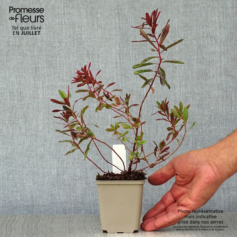 Amostra de Euphorbia polychroma Bonfire Vaso de 8/9 cm tal como entregue no verão