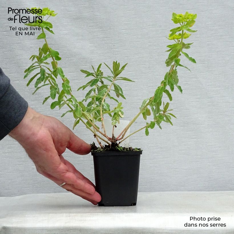 Amostra de Euphorbia polychroma Vaso de 8/9 cm tal como entregue na primavera