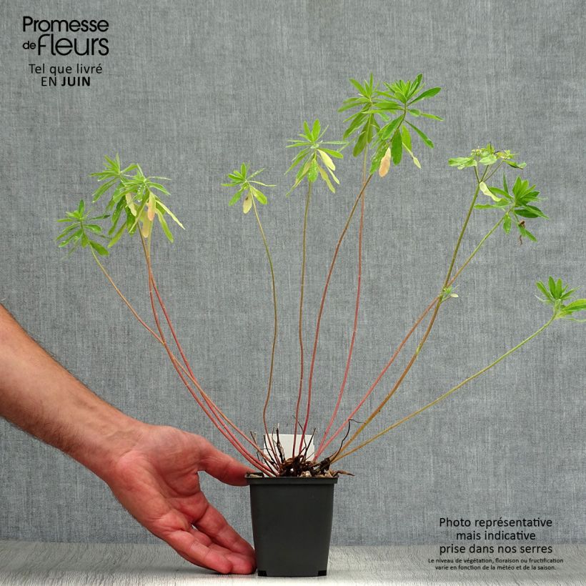 Amostra de Euphorbia polychroma Vaso de 8/9 cm tal como entregue no verão