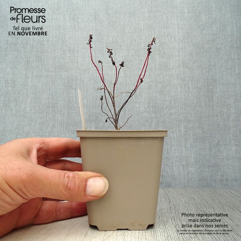 Amostra de Euphorbia polychroma Purpurea Vaso de 8/9 cm tal como entregue no outono