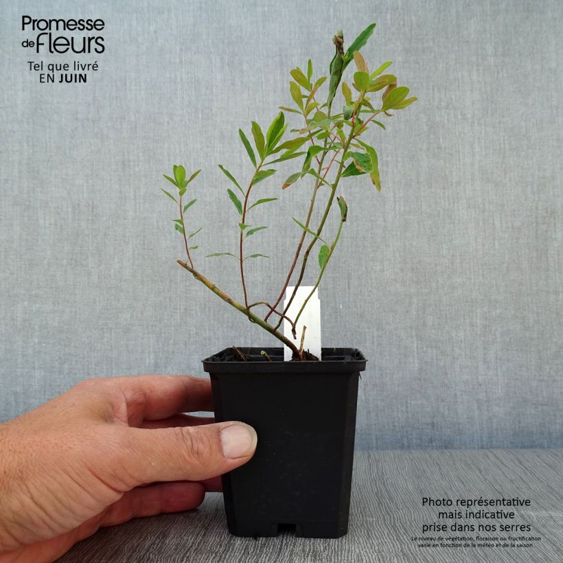 Amostra de Euphorbia polychroma Purpurea Vaso de 8/9 cm tal como entregue no verão