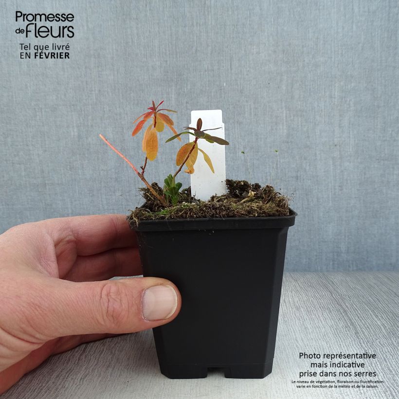 Amostra de Euphorbia polychroma Purpurea - Euphorbe polychrome Vaso de 8/9 cm tal como entregue no inverno