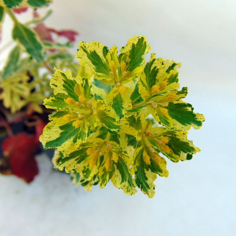 Euphorbia polychroma Variegata (Floração)