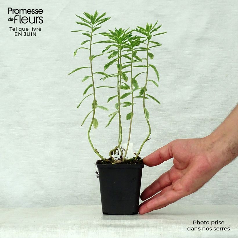 Amostra de Euphorbia polychroma Variegata Vaso de 8/9 cm tal como entregue no verão