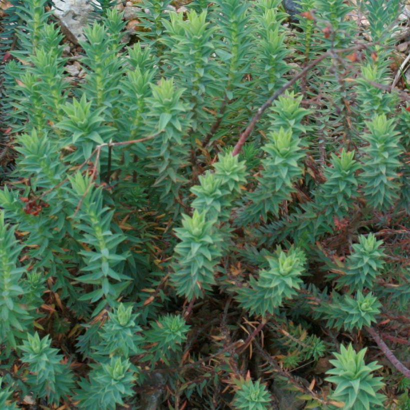 Euphorbia pithyusa (Folhagem)