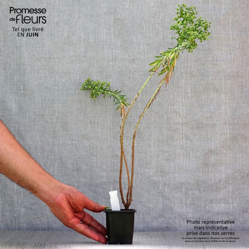 Amostra de Euphorbia pithyusa Vaso de 8/9 cm tal como entregue no verão