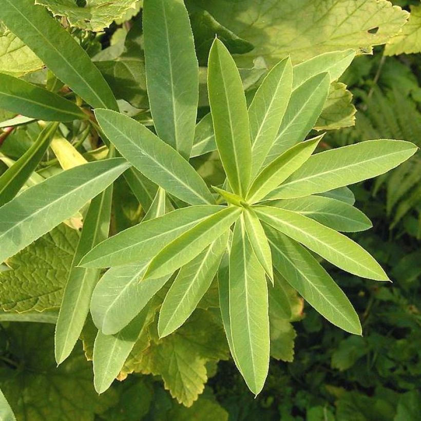 Euphorbia sarawschanica (Folhagem)