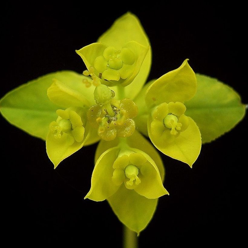 Euphorbia sarawschanica (Floração)