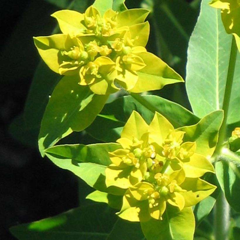 Euphorbia schillingii (Floração)