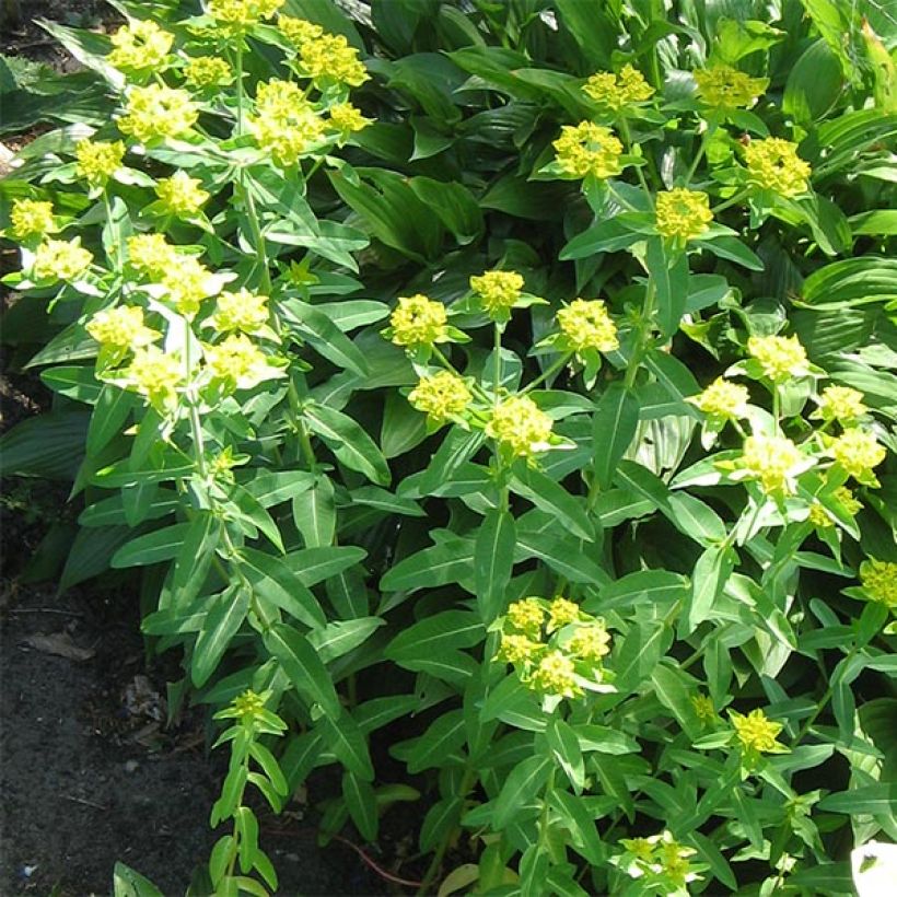 Euphorbia schillingii (Hábito)