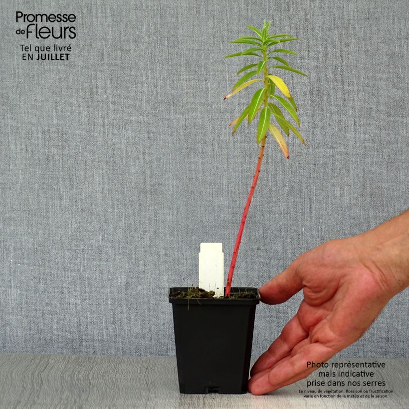Amostra de Euphorbia schillingii Vaso de 8/9 cm tal como entregue no verão