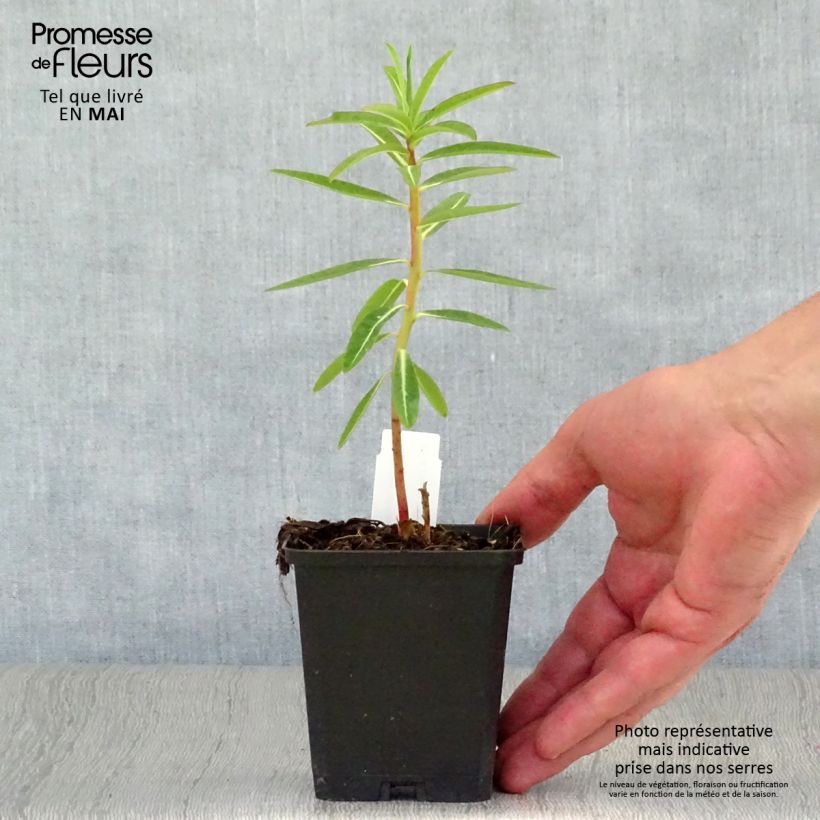 Amostra de Euphorbia schillingii Vaso de 8/9 cm tal como entregue na primavera