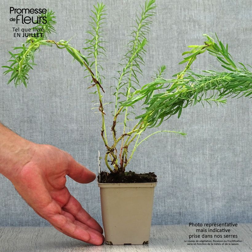 Amostra de Euphorbia seguieriana subsp. niciciana Vaso de 8/9 cm tal como entregue no verão