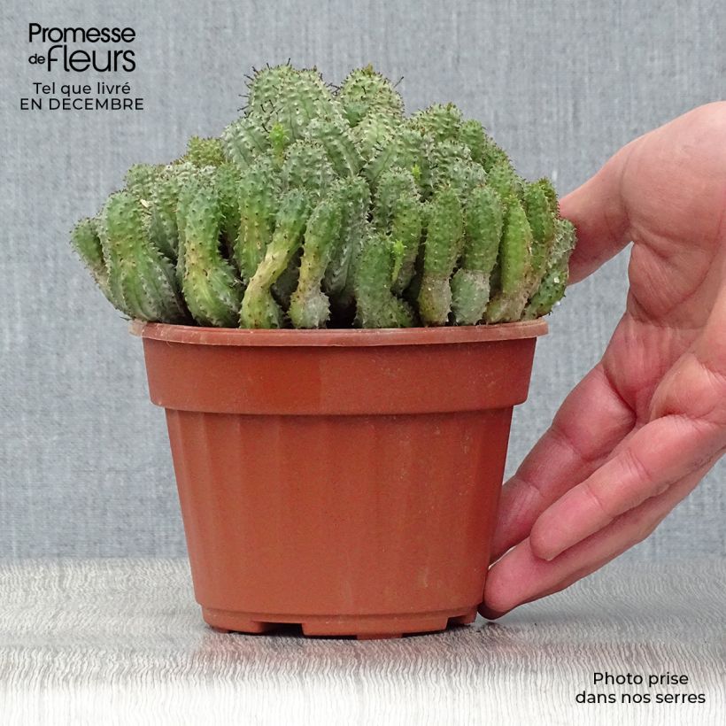 Amostra de Euphorbia submammillaris Vaso de 12 cm/13 cm tal como entregue no inverno