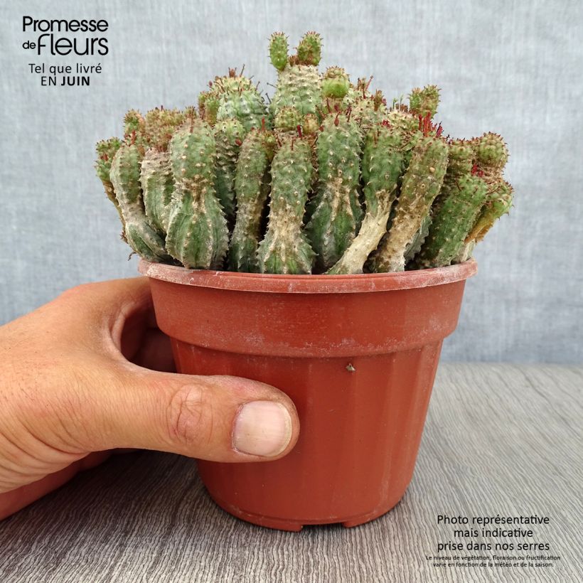 Amostra de Euphorbia submammillaris Vaso de 12 cm/13 cm tal como entregue no verão