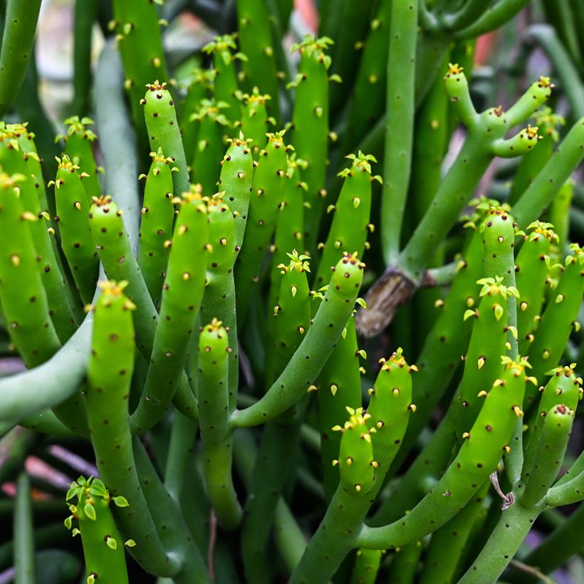 Euphorbia tirucalli - Aveloz (Folhagem)