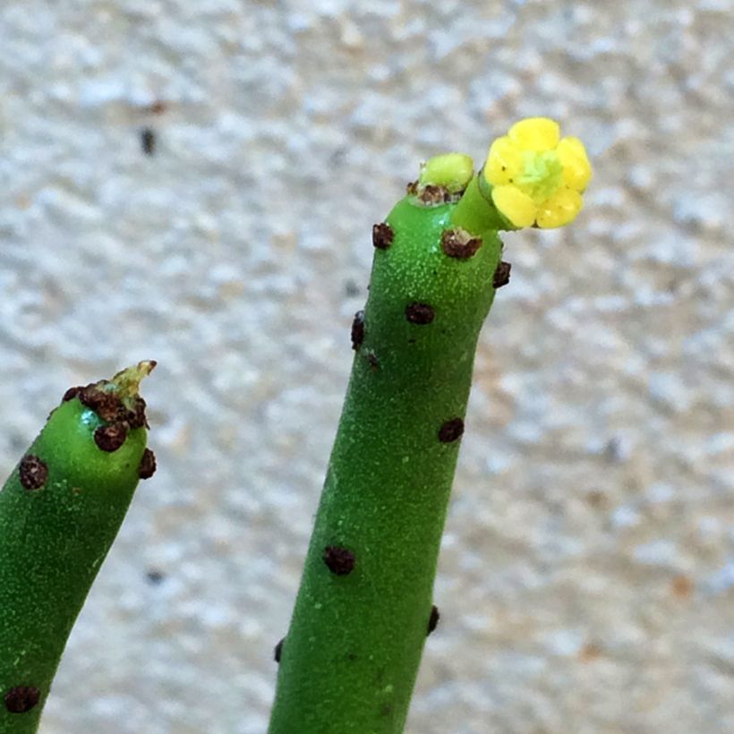 Euphorbia tirucalli - Aveloz (Floração)