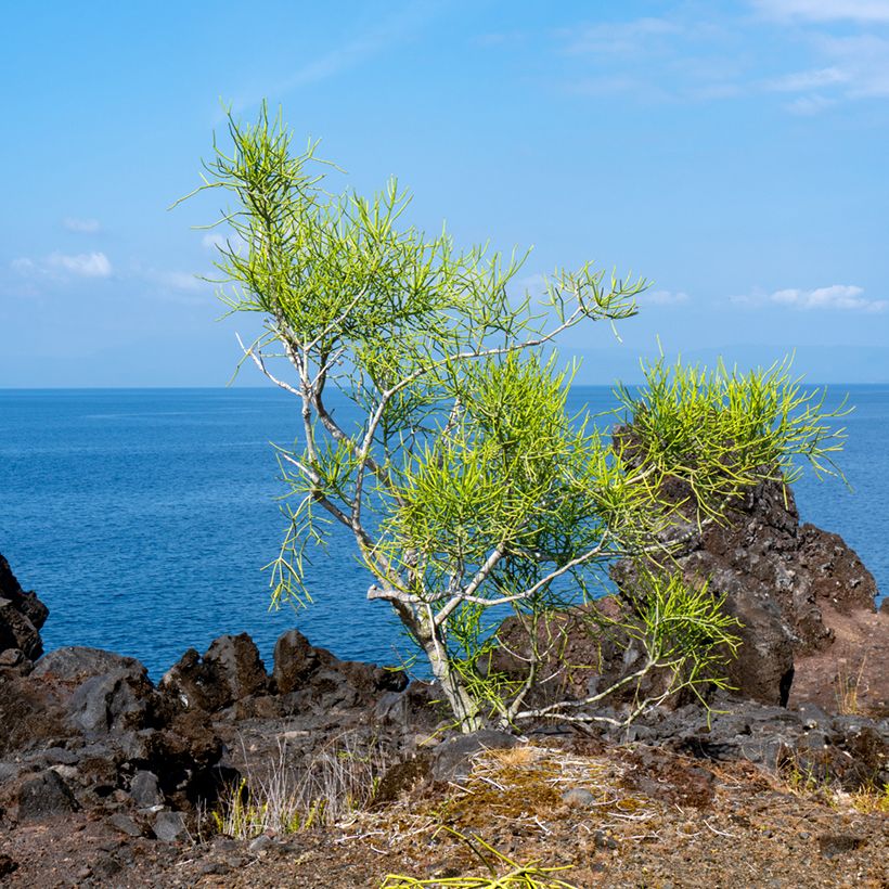 Euphorbia tirucalli - Aveloz (Hábito)