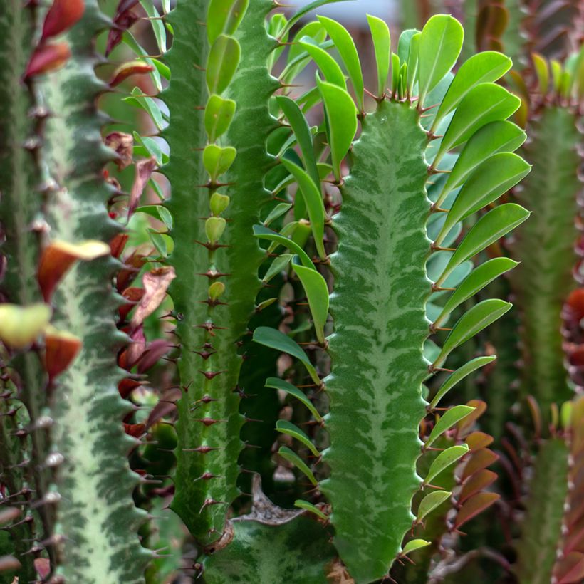 Euphorbia trigona - Árvore de leite africana (Folhagem)