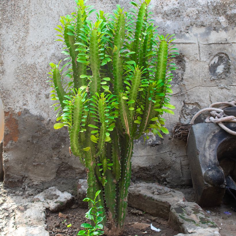 Euphorbia trigona - Árvore de leite africana (Hábito)